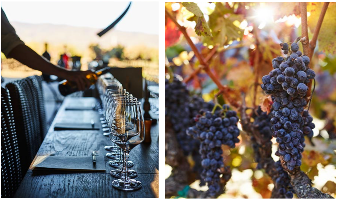 Left: a row of wine glasses being filled in a vineyard. Right: Grapes on the vine.